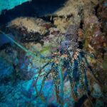 Night Snorkeling Adventure - What You Can Expect During the Tour