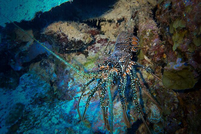 Night Snorkeling Adventure - What You Can Expect During the Tour