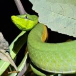 night tour experience in Tortuguero - Why Choose This Night Walk?