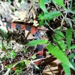 Night Tour in Nuevo Arenal - Final Thoughts