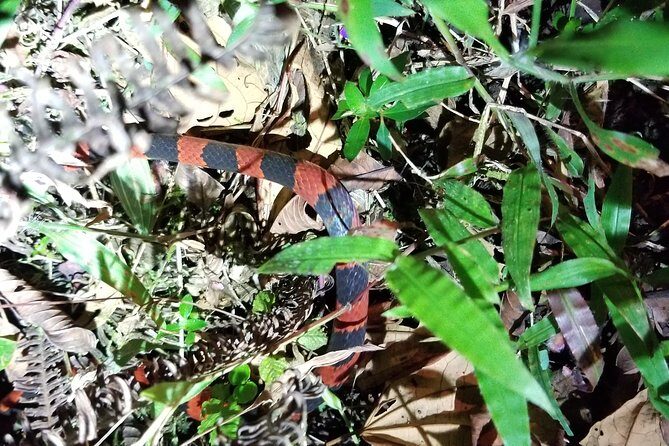 Night Tour in Nuevo Arenal - Final Thoughts