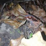 Night tour La Fortuna - Authentic Insights from Travelers