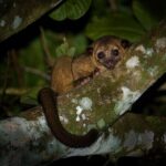 Night Tour La Fortuna - The Experience in Detail