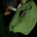 Night Tour Manuel Antonio - The Itinerary: What to Expect