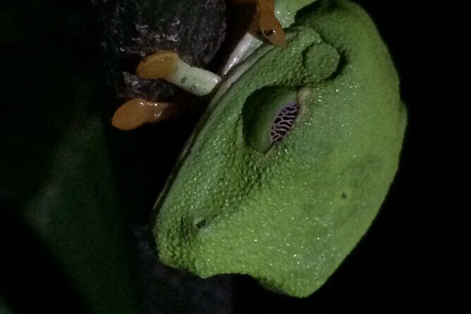 Night Tour Manuel Antonio - The Itinerary: What to Expect