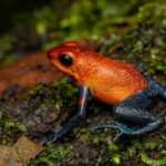 Night tour through the Tropical Forest at Tifakara - Who Will Love This Tour?