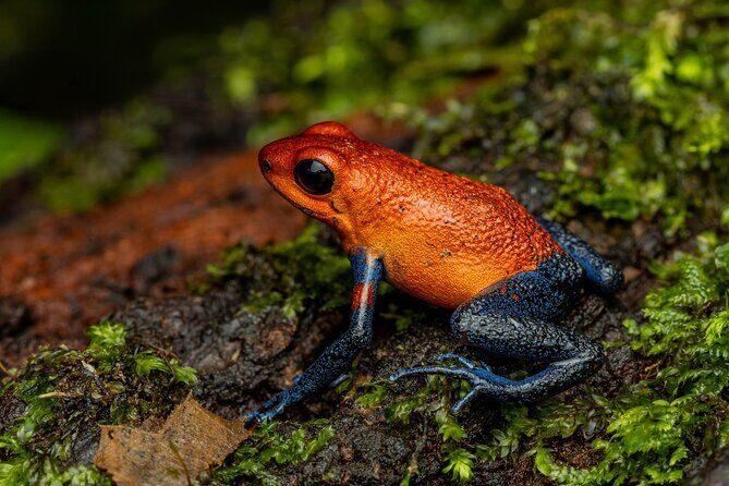 Night tour through the Tropical Forest at Tifakara - Who Will Love This Tour?