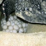 Night Turtle Nesting Tour from Tamarindo - The Sum Up: Who Will Love This Tour?