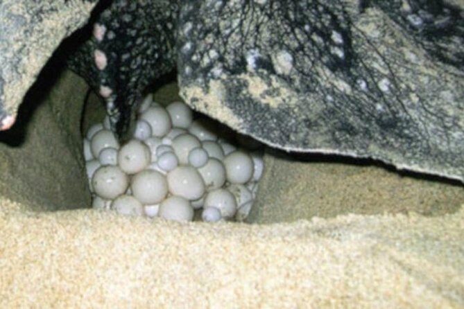 Night Turtle Nesting Tour from Tamarindo - The Sum Up: Who Will Love This Tour?