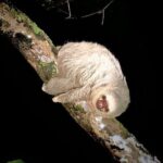 Night walk - A Detailed Look at the Night Walk Experience