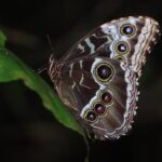 Night Walk Around Arenal Volcano (PRIVATE) - The Benefits of a Night Walk at Arenal