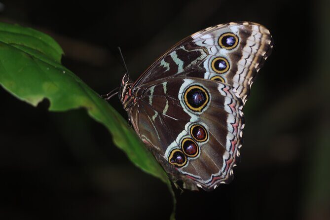 Night Walk Around Arenal Volcano (PRIVATE) - The Benefits of a Night Walk at Arenal