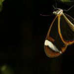 Night Walk Around The Arenal Volcano - A Closer Look at the Night Walk Experience
