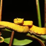 Night Walk Experience at Natura Eco Park, (frogs snakes mammals insects birds) - The Experience in Detail