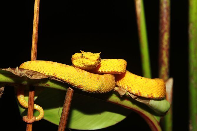 Night Walk Experience at Natura Eco Park, (frogs snakes mammals insects birds) - The Experience in Detail