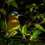 Night Walk in the Monteverde Cloud Forest. - Final Thoughts