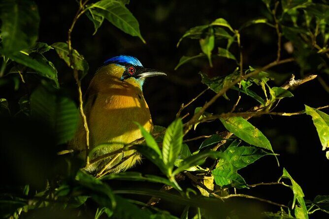 Night Walk in the Monteverde Cloud Forest. - Final Thoughts