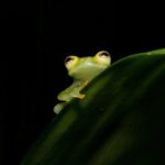 Night Walk La Fortuna - Who Will Love This Tour?