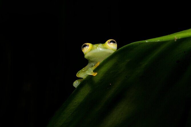 Night Walk La Fortuna - Who Will Love This Tour?