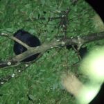 Night Walk Tour in Monteverde - A Deep Dive into the Night Walk Tour in Monteverde