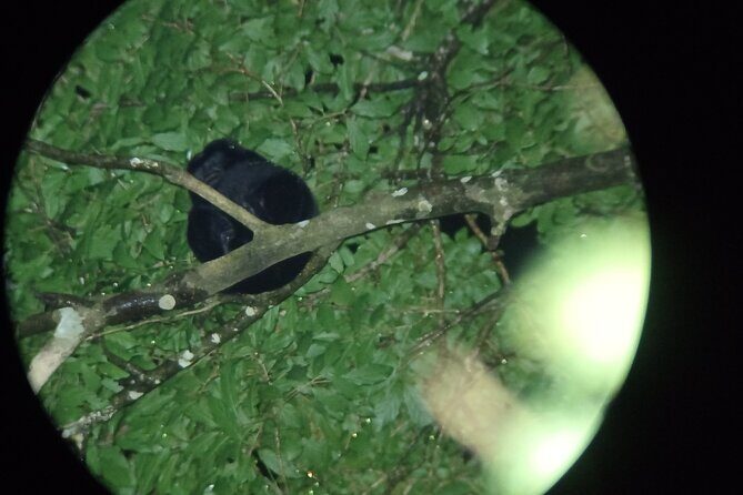 Night Walk Tour in Monteverde - A Deep Dive into the Night Walk Tour in Monteverde