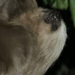 Night Walk Tour Monteverde - A Closer Look at the Monteverde Night Walk Experience