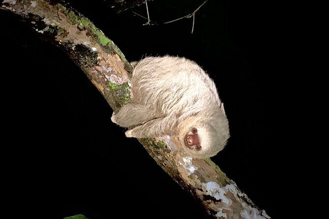 Night walk - A Detailed Look at the Night Walk Experience