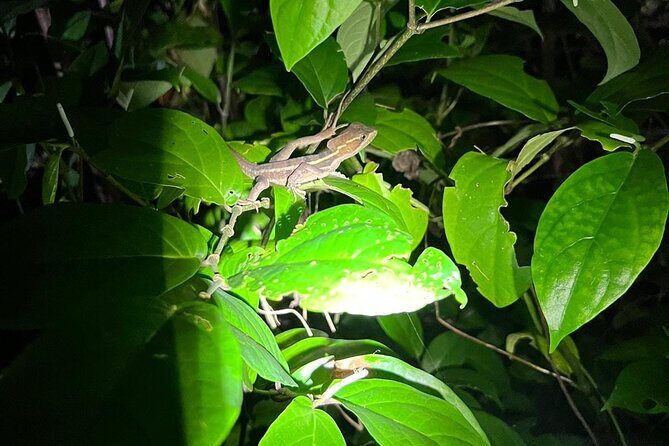 Night walking tour, Night Walk. - Why This Tour Resonates