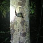 Nightwalk Monteverde by Pablos natural tour - Why Choose This Nightwalk?