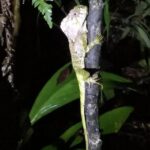 Nocturnal deep jungle hike - Who Should Consider This Tour?