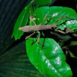 Nocturnal tour in Manzanillo Refuge - Authentic Encounters and What Travelers Say