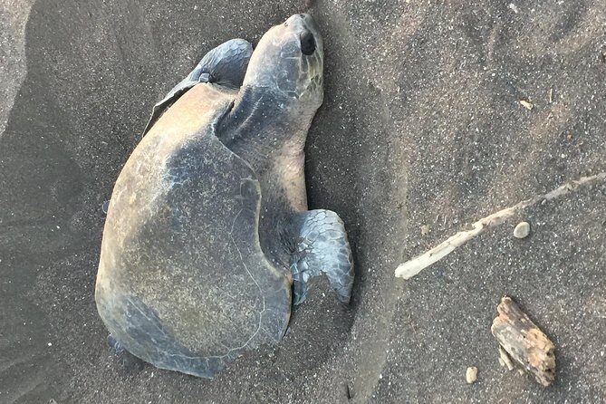 Nocturnal Turtles Watching near Tamarindo beach - An In-Depth Look at the Turtle Watching Tour