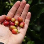 North Fields Cafe: Craft Specialty Coffee and Chocolate Tour - The Sum Up