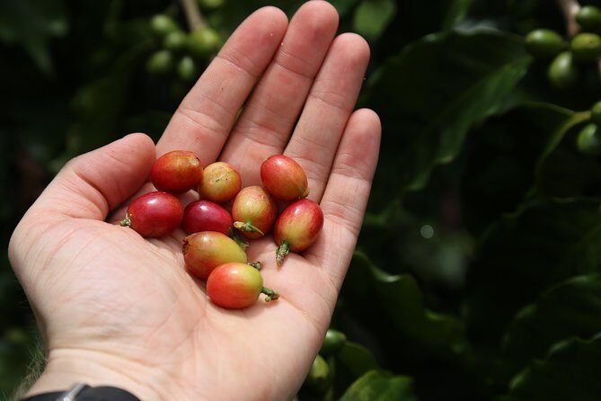 North Fields Cafe: Craft Specialty Coffee and Chocolate Tour - The Sum Up