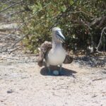 North Seymour Day Trip Galapagos - The Cost and Its Value