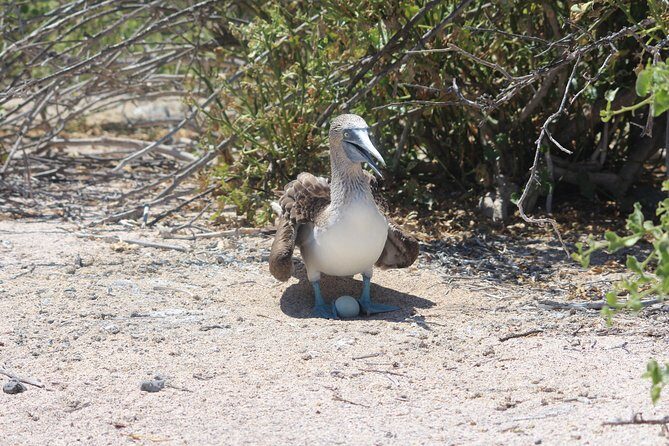 North Seymour Day Trip Galapagos - The Cost and Its Value