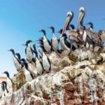 Observation of Marine Fauna in Ballestas Islands - Who Should Take This Tour?