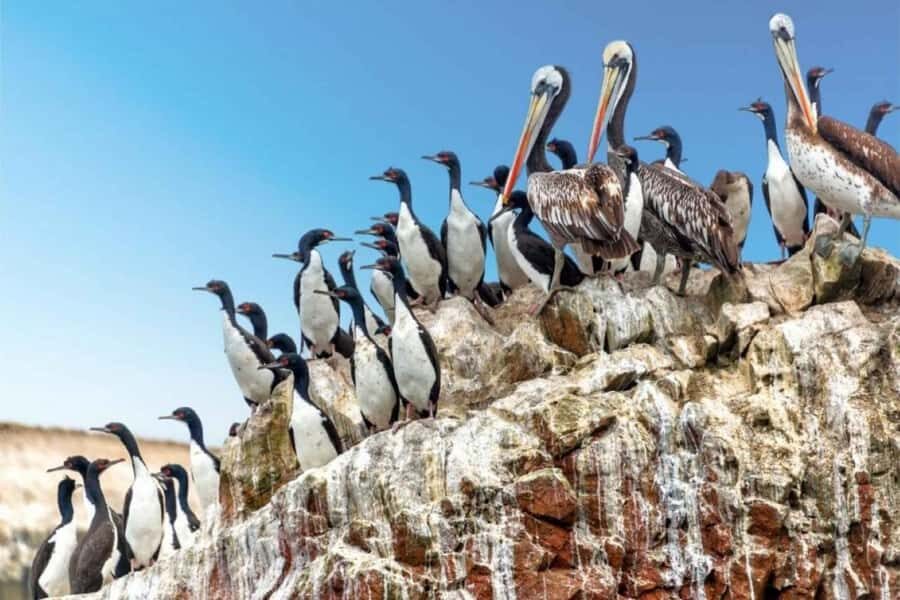 Observation of Marine Fauna in Ballestas Islands - Who Should Take This Tour?