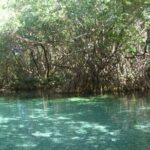 Occidental Grand Punta Cana - Round Trip Shuttle - Punta Cana Airport - Detailed Breakdown of the Service