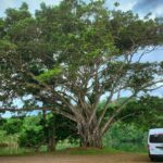 Ocean to Ocean Combo: Canal Boat Ride, Locks, Fort San Lorenzo - What Sets This Tour Apart?