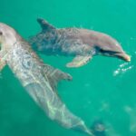 Ocho Rios: Dolphin Cove and Dunn's River Falls from Mobay - The Sum Up