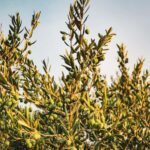 Olive Oil Factory + Wineries + Full Asado Lunch (Full Day) - A Deep Dive into the Mendoza Olive Oil + Wineries Tour