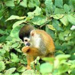 One Day Tour To Térraba-Sierpe Mangrove By Boat From Sierpe - Key Points