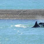 Orcas Private Tour Puerto Madryn Caleta Valdes or Punta Norte - Why This Tour Offers Good Value
