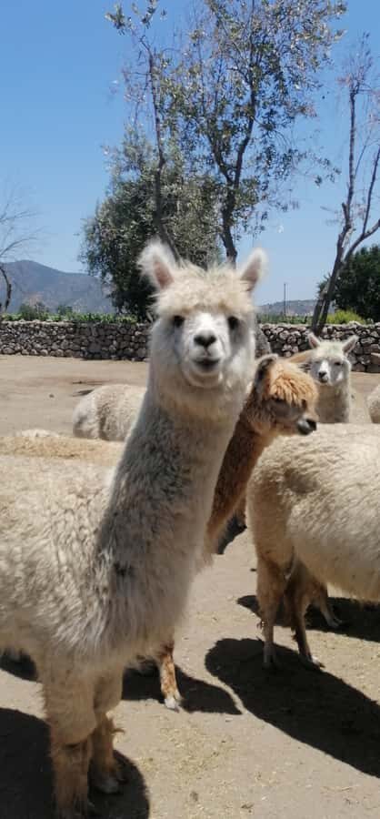 Organic wine route traditional chilean lunch and Valparaiso - An Authentic Day in Chile: From Vineyards to Vibrant Streets