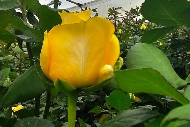 Otavalo Market, Art and Music with Middle of the World (Sundial) - A Deep Dive into the Ecuadorian Day Trip