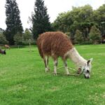 Otavalo market tour, Cayambe, Quitsato, Peguche, Cotacachi - Practical Tips for the Tour