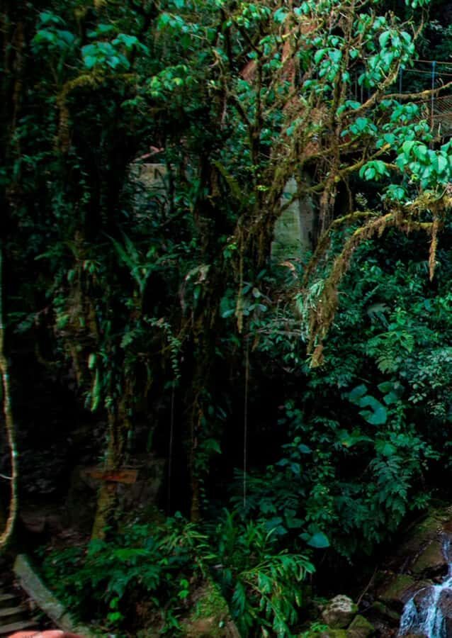 Oxapampa : Tigre River Waterfall and Jungle Secret - Who Should Consider This Tour?