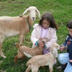 Pablo Escobar Hacienda Napoles Private Full Day Tour - Detailed Breakdown of the Itinerary