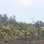 Pacaya Volcano Tour and Hot Springs from Antigua - Key Points